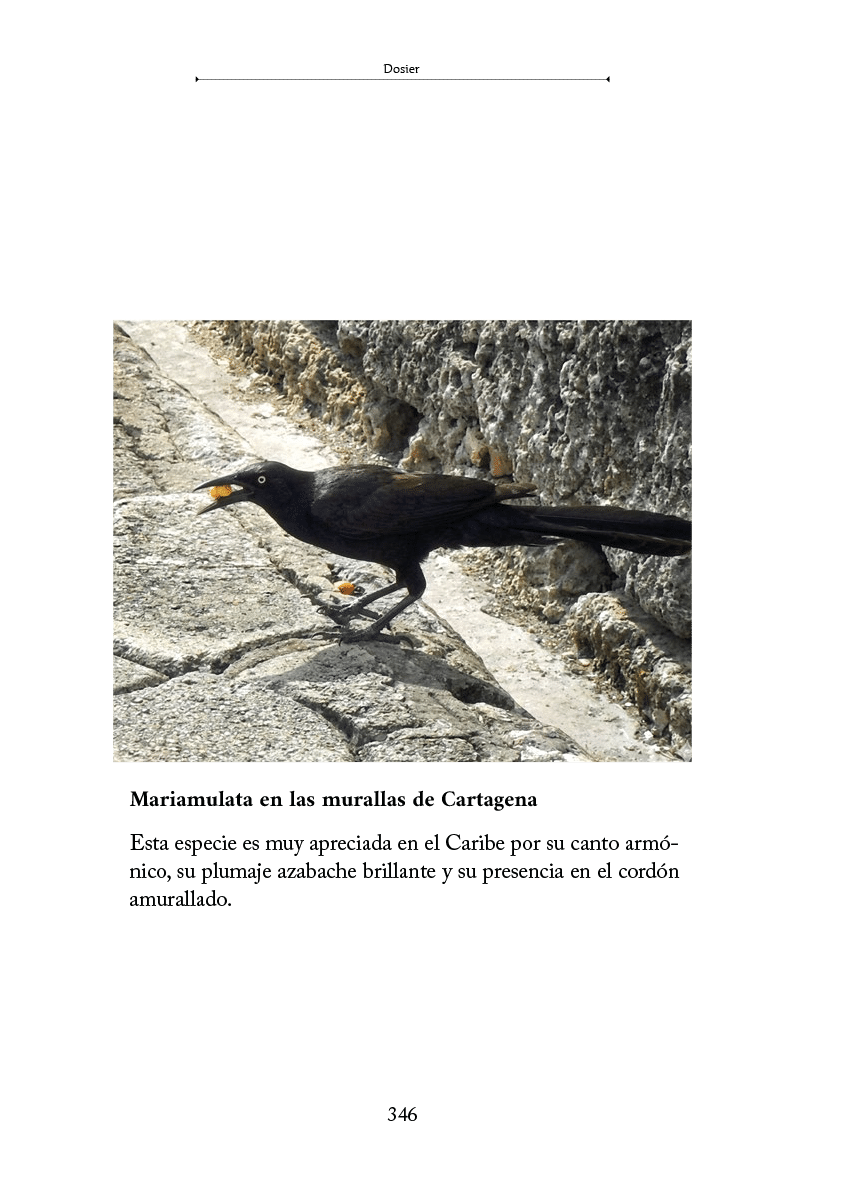 Un ave negra con pico amarillo camina sobre un suelo de piedra junto a una pared de piedra. Descripci n generada con IA